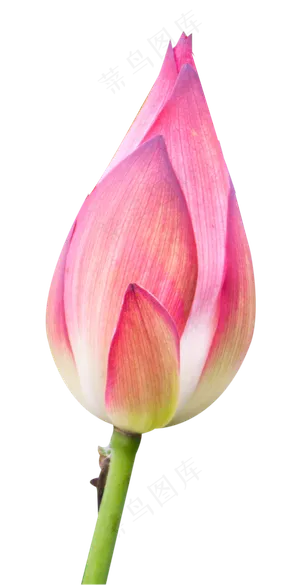 一朵含苞待放的荷花