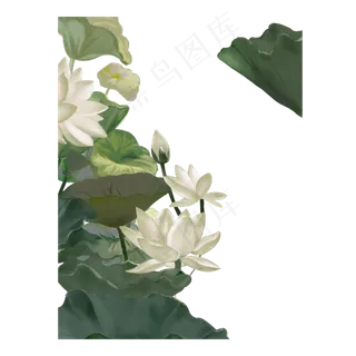 手绘荷花莲花花苞荷叶白色荷花