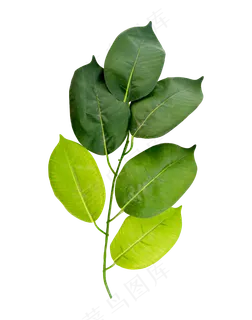 绿色树木叶子 绿色树木叶子