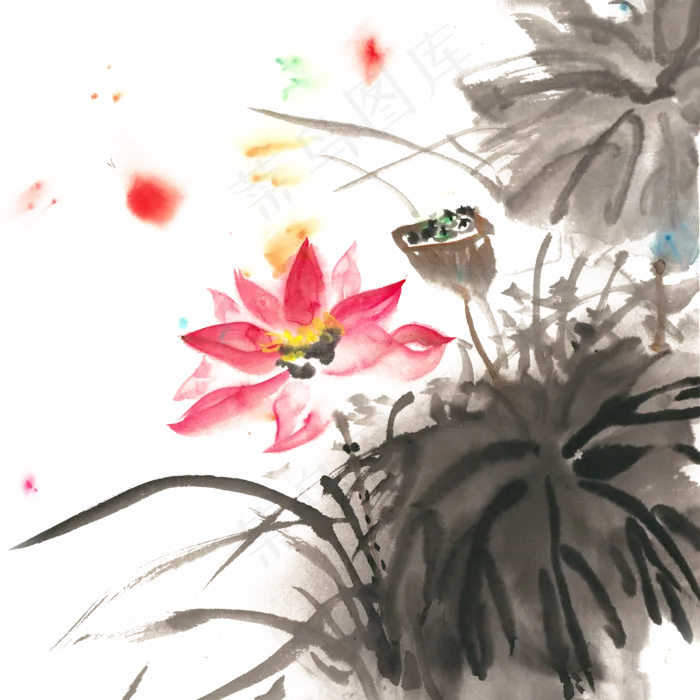 盛开的荷花水墨画PNG免抠素材(4724X4724(DPI:300))psd模版下载