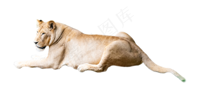 动物狮子,免抠元素