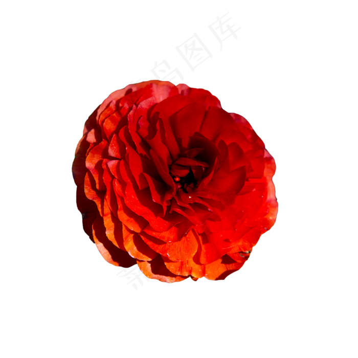 红色花朵,免抠元素(2000*2000px 300 dpi )psd模版下载
