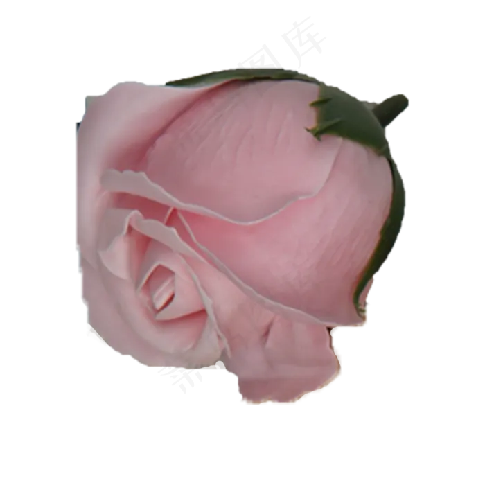 一朵美丽的粉色玫瑰(2000X2000(DPI:300))psd模版下载