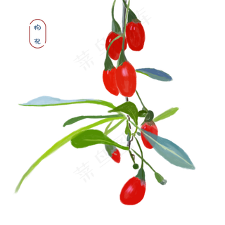 手绘新鲜红色枸杞子,免抠元素