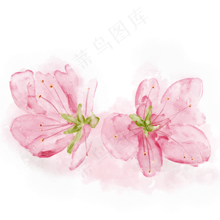 手绘水彩盛开的桃花,免抠元素