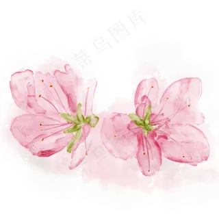 手绘水彩盛开的桃花,免抠元素