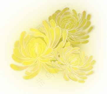 中秋节七夕节处暑应季花卉菊花