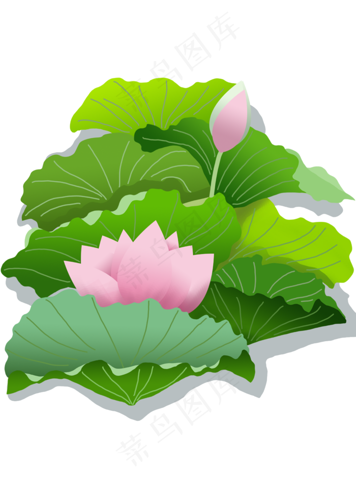 夏季荷花荷叶插画