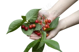 鲜红欲滴的樱桃