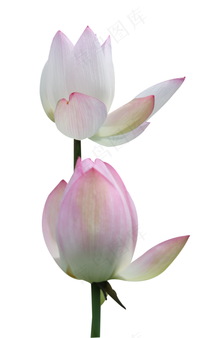 两朵开放不同程度的荷花(2136X3316(DPI:72))psd模版下载