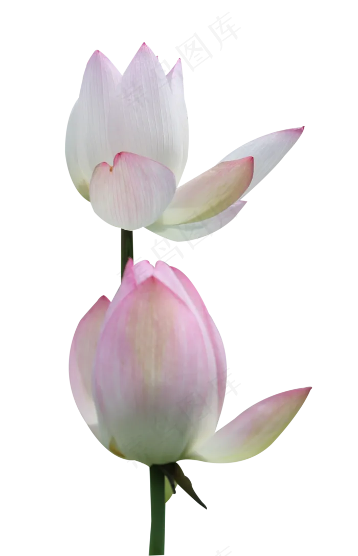 两朵开放不同程度的荷花(2136X3316(DPI:72))psd模版下载