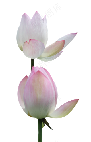 两朵开放不同程度的荷花