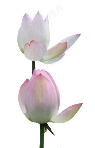 两朵开放不同程度的荷花