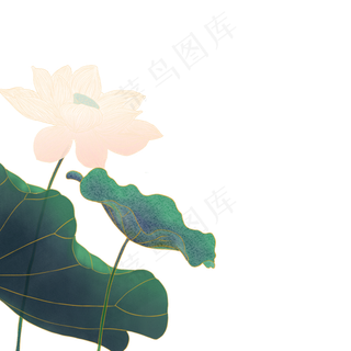 水墨国风工笔荷花