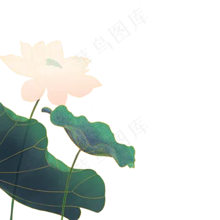 水墨国风工笔荷花