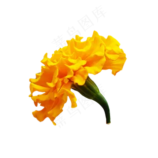 黄色菊花花朵,免抠元素