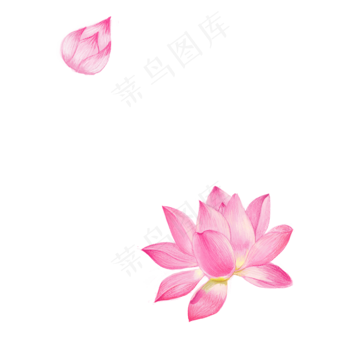 立夏夏天荷花莲花