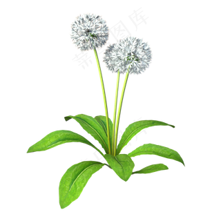 植物蒲公英,免抠元素