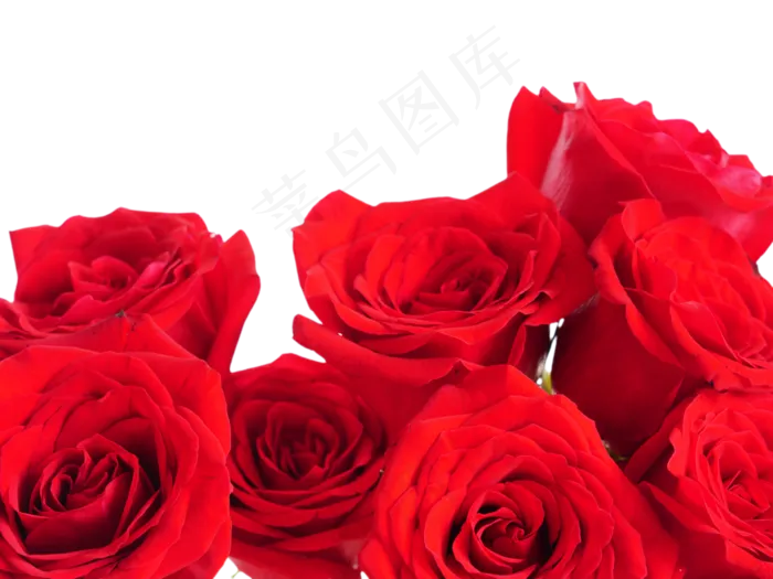 玫瑰玫瑰花(4000*3000px 300 dpi )
