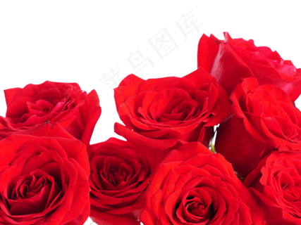 玫瑰玫瑰花