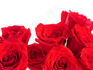玫瑰玫瑰花