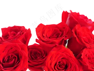 玫瑰玫瑰花