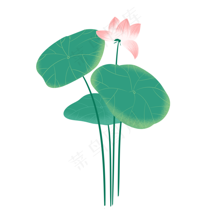 夏季节气荷花荷叶 