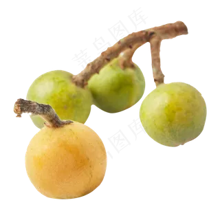 绿色的枇杷免抠图