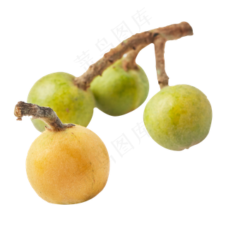 绿色的枇杷免抠图