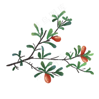 结红色果子的绿色植物手绘
