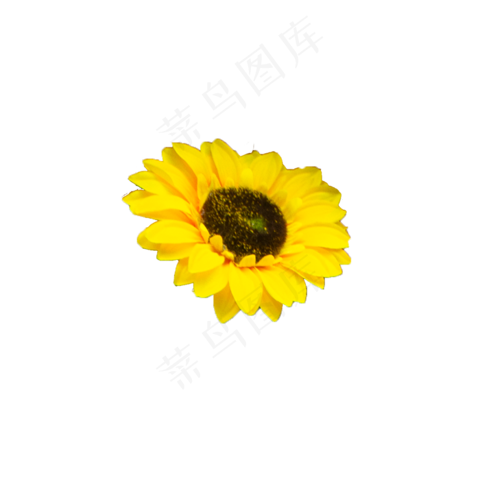 一朵美丽的向日葵,免抠元素(2000*2000px 300 dpi )psd模版下载