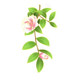 新中式国潮风植物山茶花