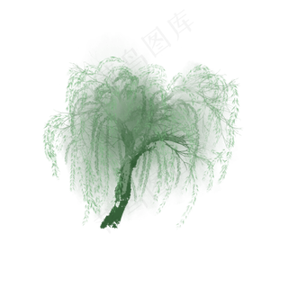 春天绿色的柳树生长