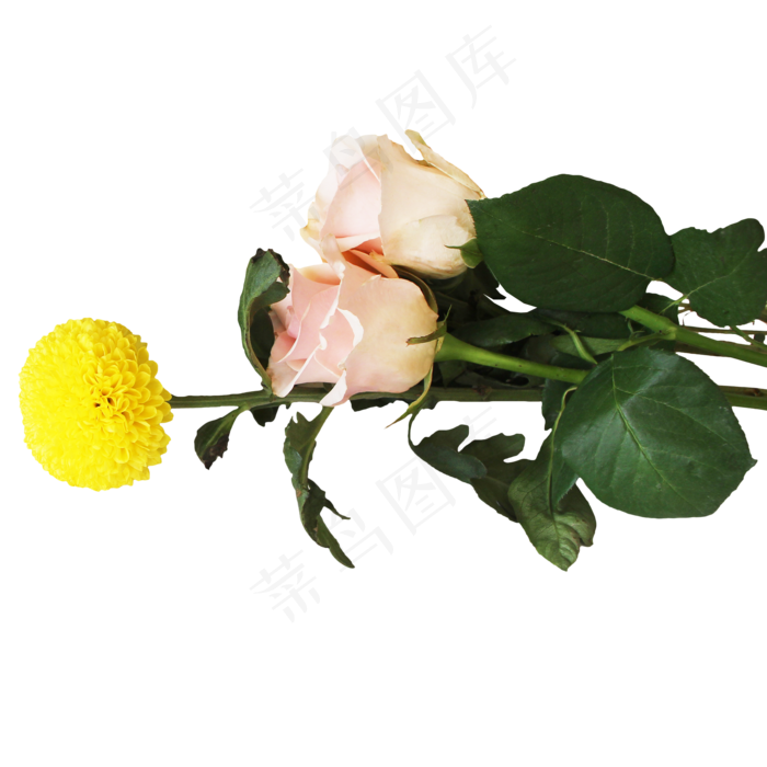 菊花玫瑰花朵花卉(2000X3500(DPI:300))