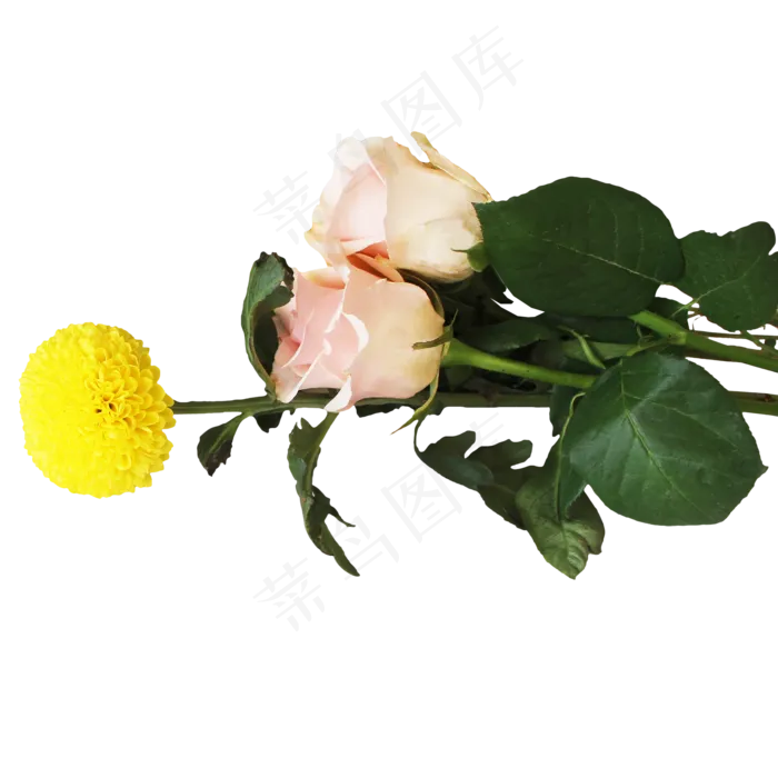 菊花玫瑰花朵花卉(2000X3500(DPI:300))