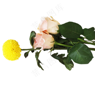 菊花玫瑰花朵花卉