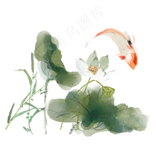 古风植物荷花鲤鱼素材