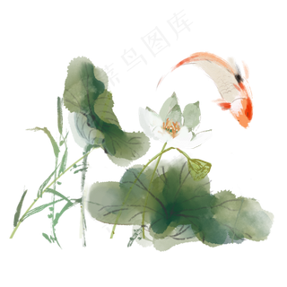 古风植物荷花鲤鱼素材