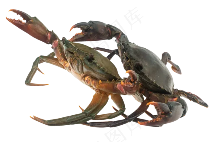 两只螃蟹,免抠元素(2998*2000px 300 dpi )