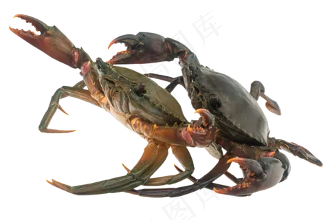 两只螃蟹,免抠元素