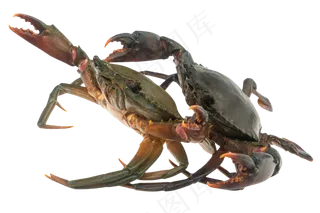 两只螃蟹,免抠元素