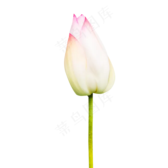 白色荷花蕾(2000X2000(DPI:96))