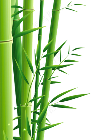 竹林竹子