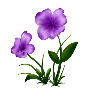 紫色的花植物手绘装饰图案