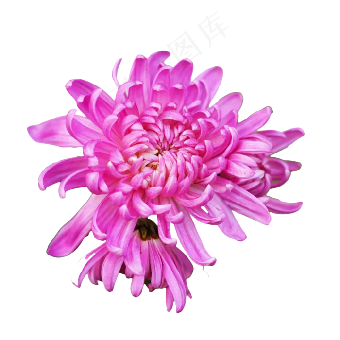 紫色菊花,免抠元素(3000*3000px 300 dpi )
