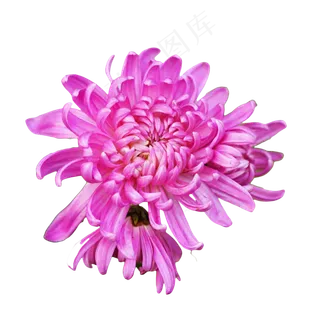 紫色菊花,免抠元素