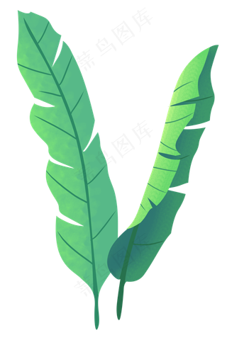 绿色长条形叶子