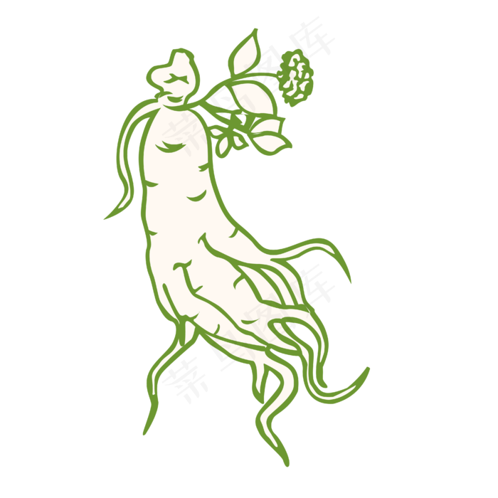 纯手绘人参素材设计