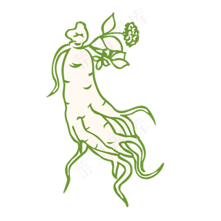 纯手绘人参素材设计