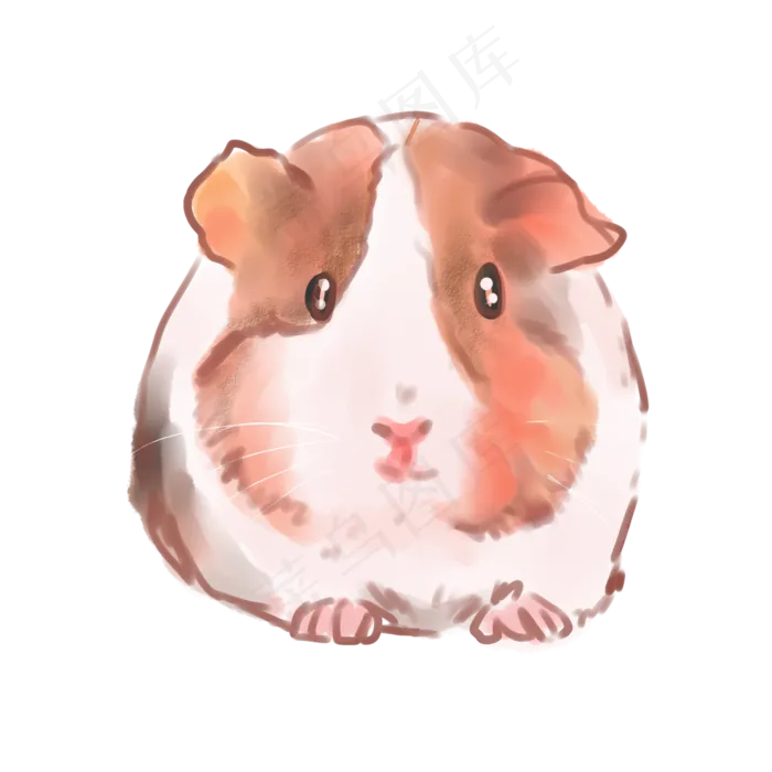 水彩动物荷兰猪(2000X2000(DPI:300))psd模版下载